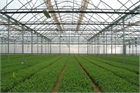 Asthor Gothic Greenhouse 