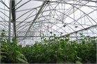 Asthor Gothic Greenhouse 