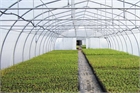Asthor Gothic Tunnel Greenhouse 