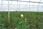 Asthor PV Greenhouse 