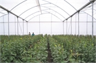 Asthor PV Greenhouse 