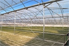 Europe – MultiAsthor 960 – Seedlings