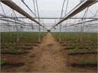 Bulgaria - Asthor Gothic 960 – Tomato and cucumber