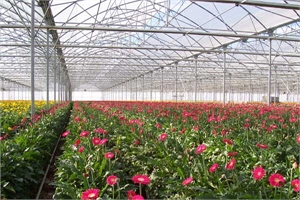 Europe – Asthor Gothic 960 – Gerberas