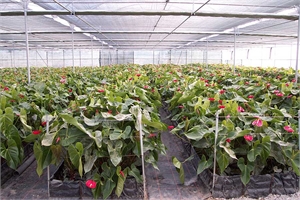 Europe – MultiAsthor 960 – Anthurium