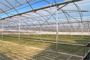 Europe – MultiAsthor 960 – Seedlings