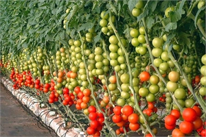 Europe – MultiAsthor 800 – Tomato