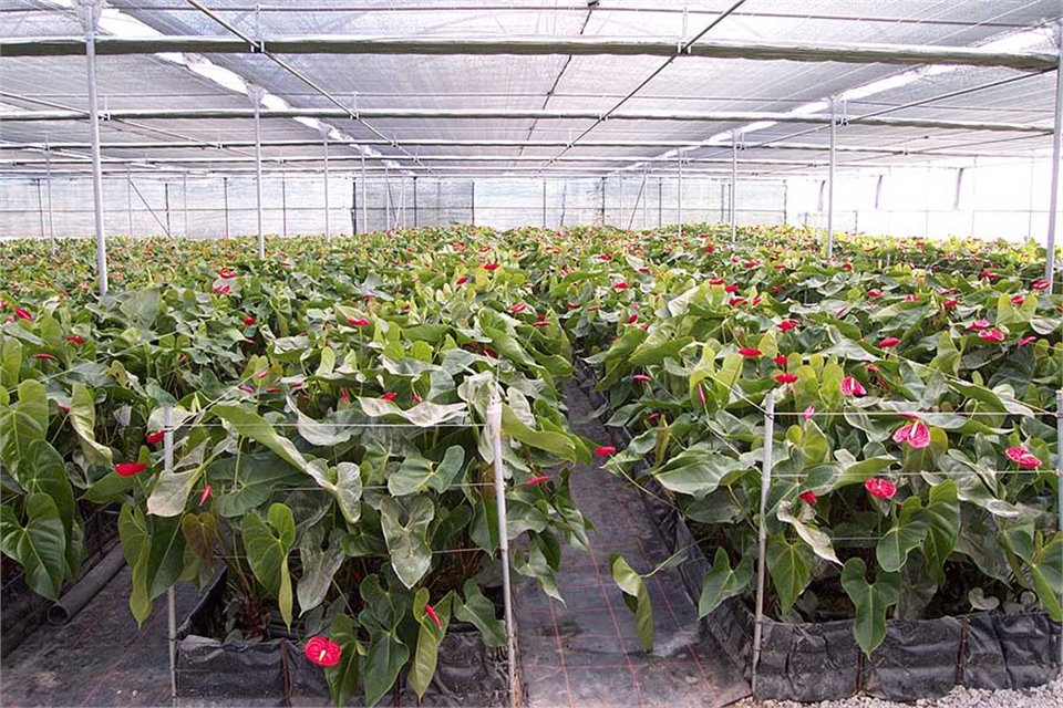 Europe – MultiAsthor 960 – Anthurium