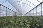 Asthor PV Greenhouse 